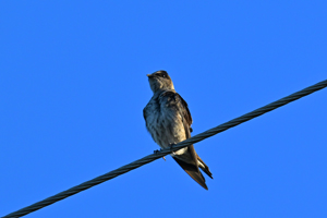 Purple Martin
